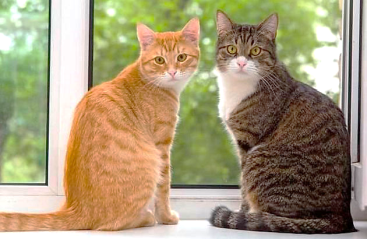 Как познакомить кошек: двух взрослых, кошку с котенком